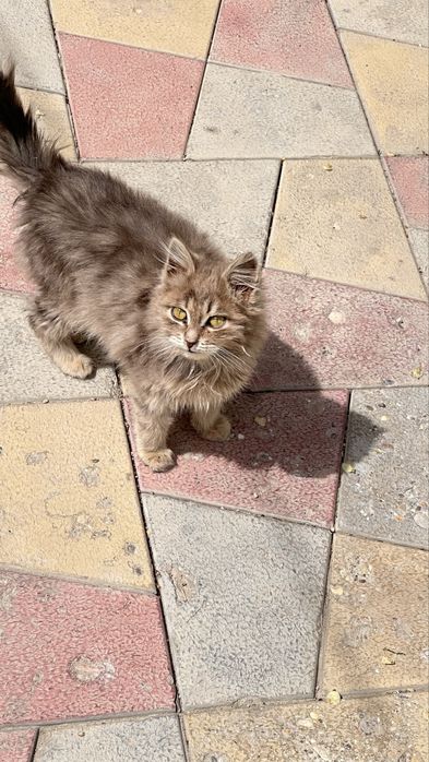 Отдам кошку в добрые руки.