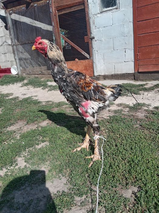 Продам петуха хороший