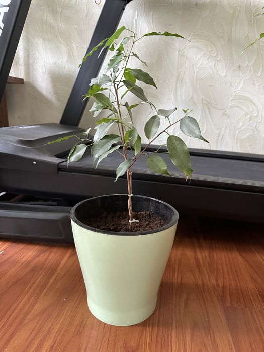 Фикусы Бенджамина