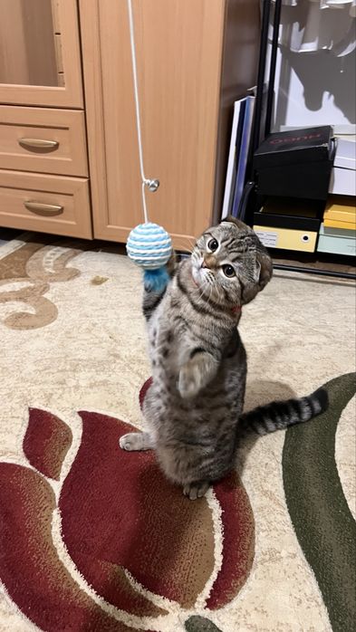 Ищем кота на вязку