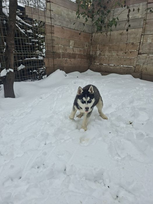 Mascul husky cu ochii albaștri