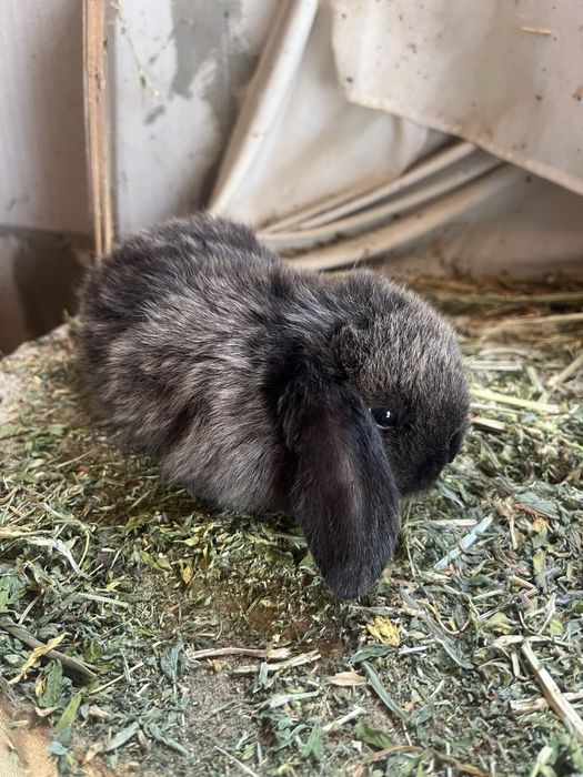 Disponibili Iepurași Holland Lop ( berbec pitic)