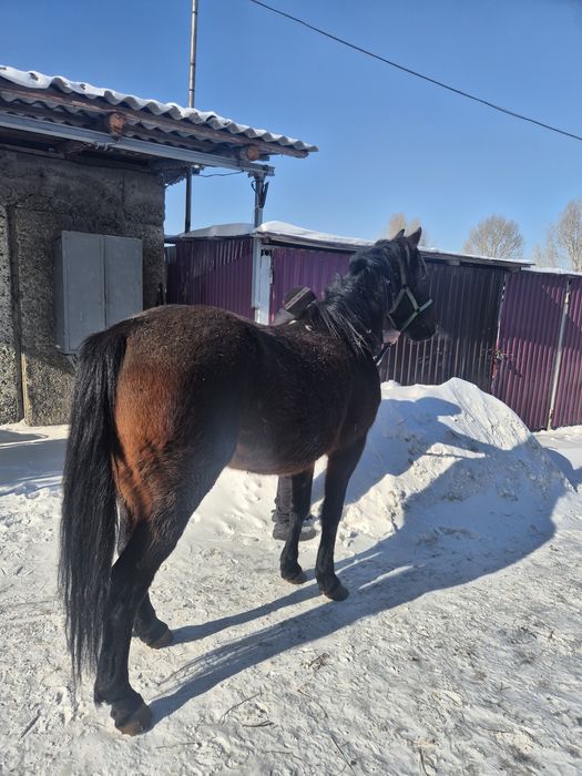 Продам лошадей Объезженные.