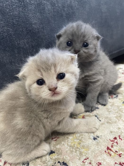 Продам очаравательных котят