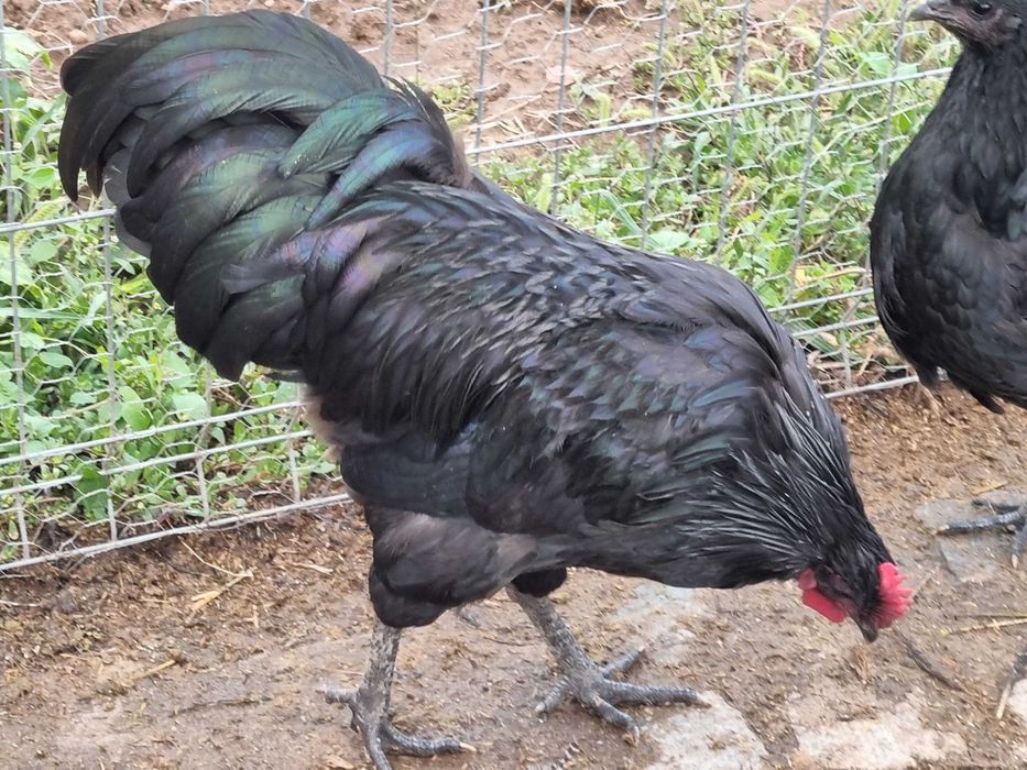 Austrolorp cocosi si plaimout