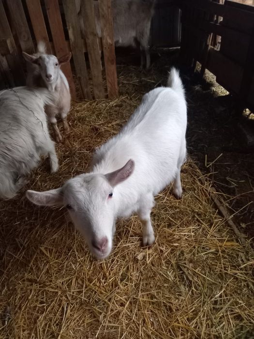 Vând capră gestantă, două iedițe de rasă și țap