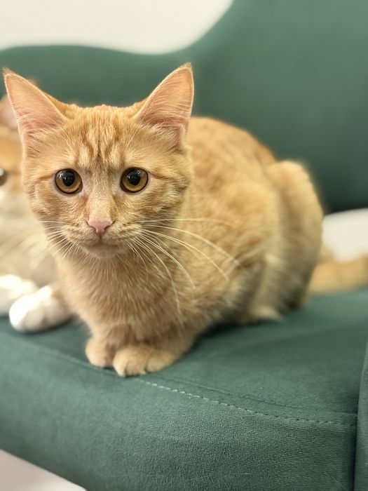 Отдам кошечку в добрые руки г.Актобе