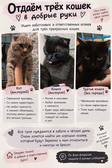 Отдаём котов в хорошие руки