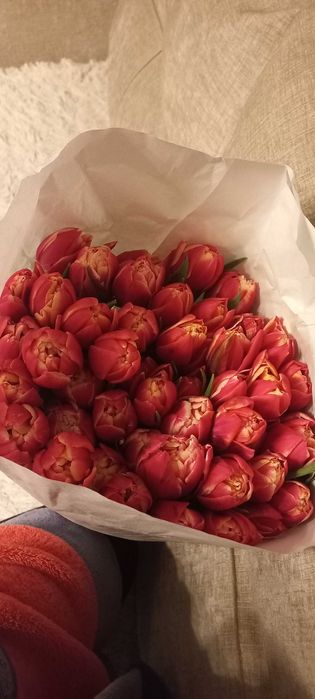 Продаю тюльпаны!!!