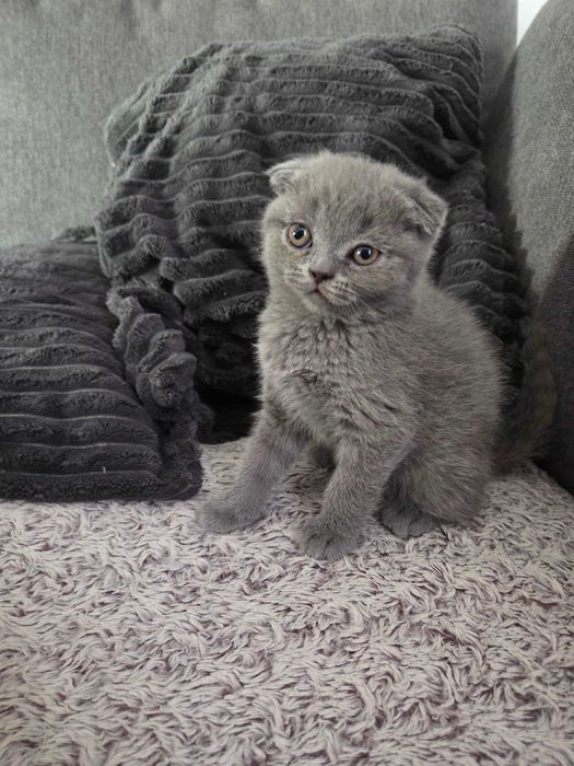 Pui British Scottish Fold