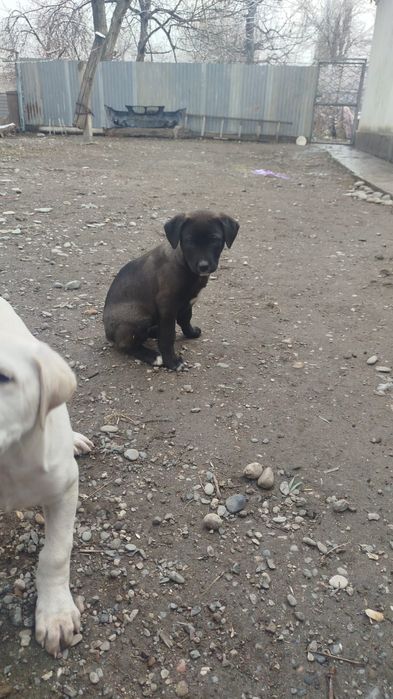 Отдам в добрые руки