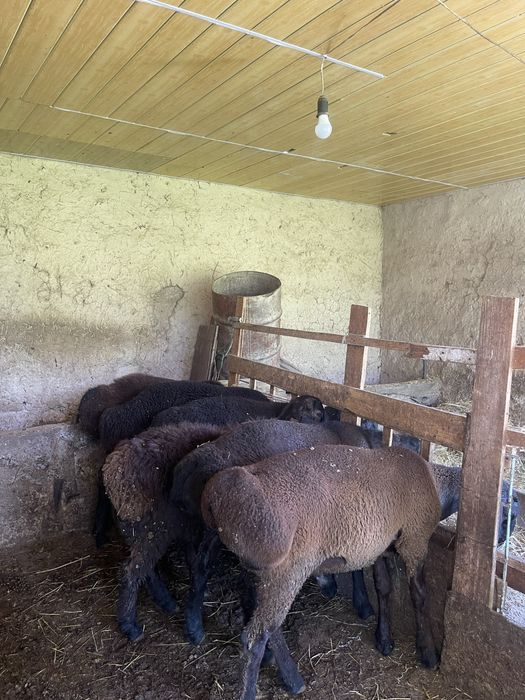 Продаются бараны