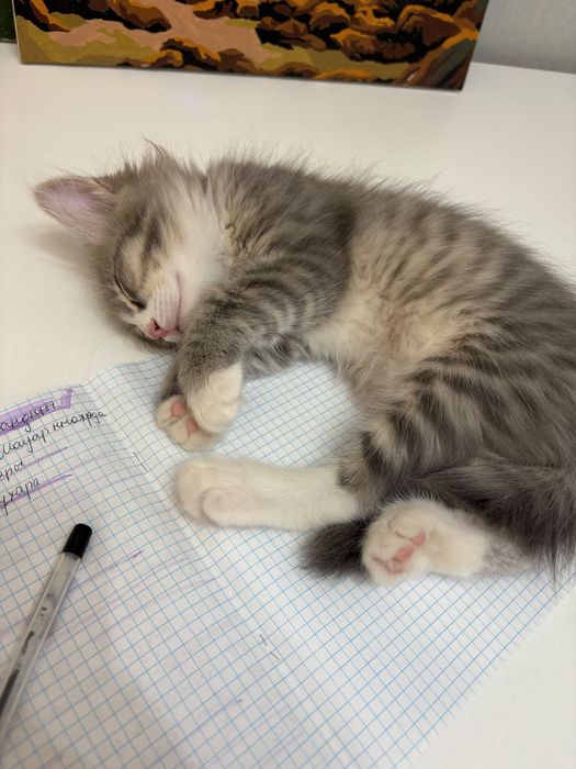 Отдам в добрые руки котят