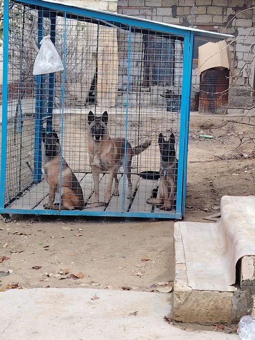 Бельгийский овчарка