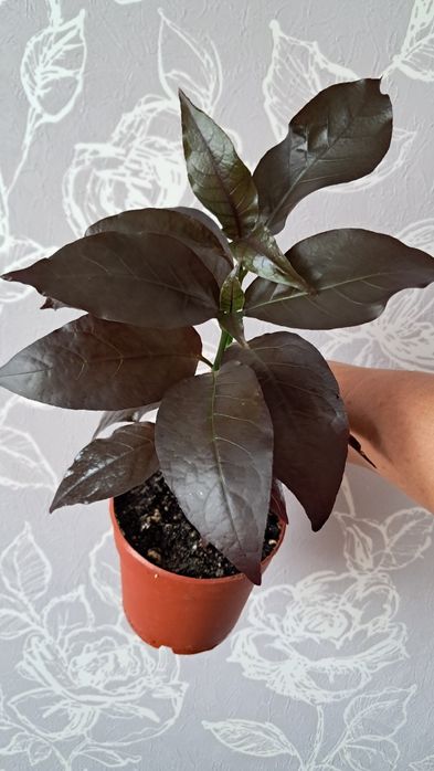 Цветы комнатные  .