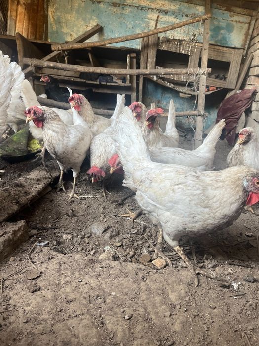 Курица нисушка домашный