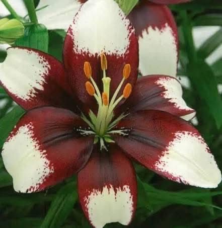 Bulbi de crniii super pret 3 lei