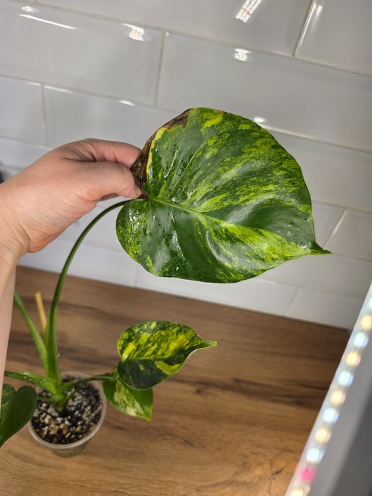 Монстера Мэрилин (Monstera Yellow Marilyn)
