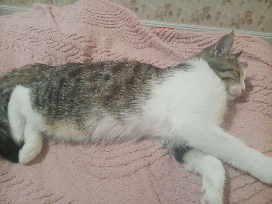 В хорошие руки кота