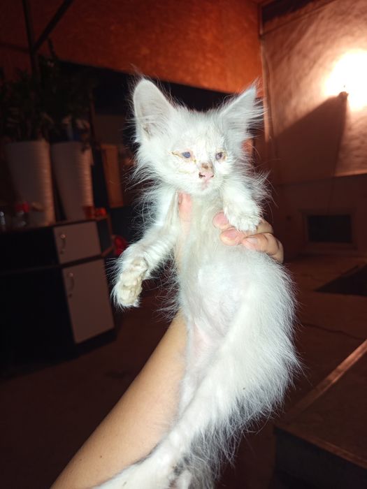Котята читайте внимательно