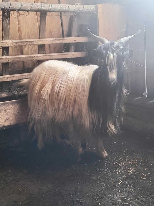 Tap carpatin de vanzare