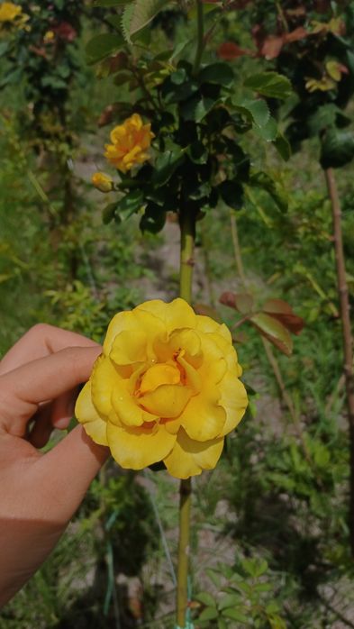 Metropka gul                      .