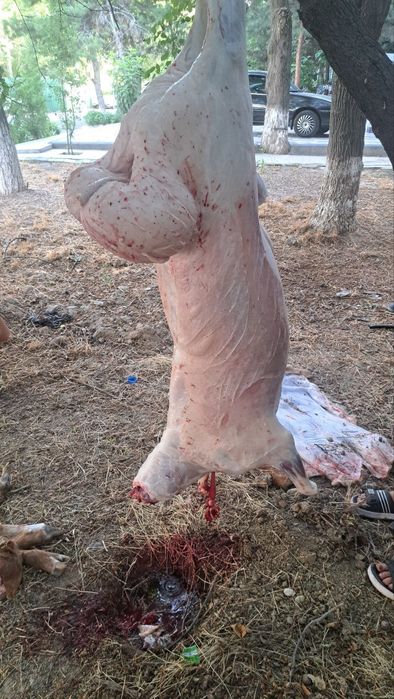 Qoylar qochqorlar sotamiz jivoy vesga 90.000 mingdan  kilosga 140.000