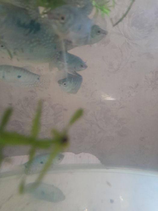 Рыбки гурами продам