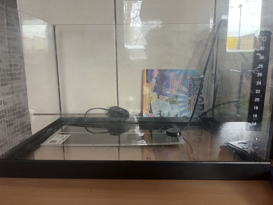 Leopard Gecko mascul 6–8 luni + terariu complet – ridicare personală