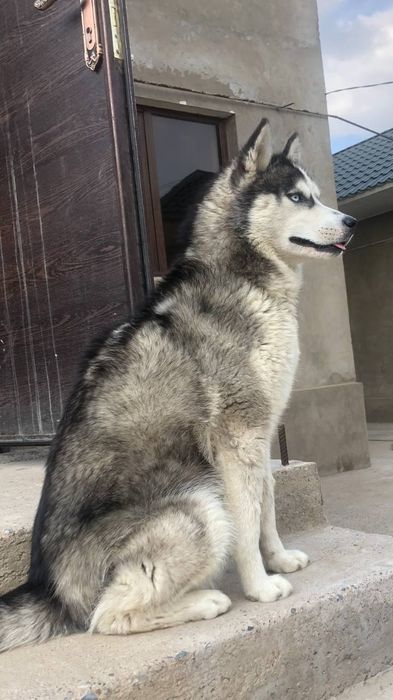 Сибирский хаскии