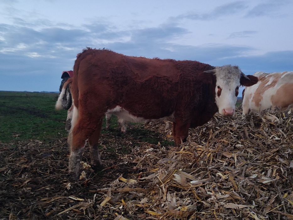 Vaci și junci de vânzare