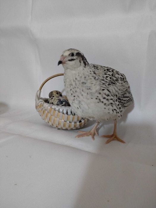 Vând pui de prepeliță – 4 săptămâni