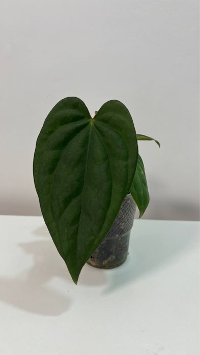 anthurium Luxurians x papillilaminum var