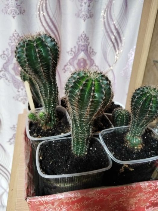 Продам комнатные цветы кактусы