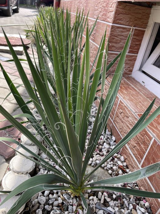 Yucca Filamentosa