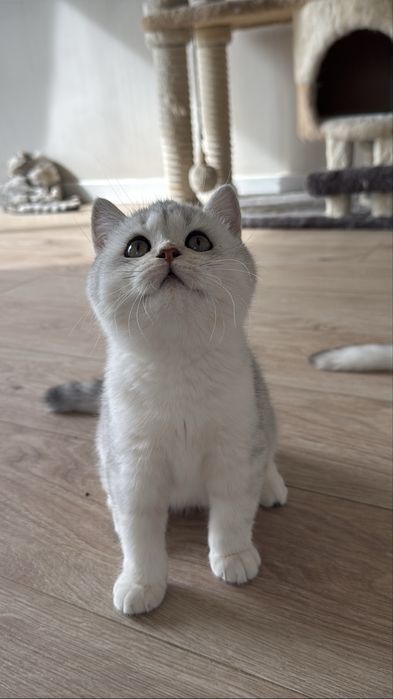 Продается Британская шиншилла