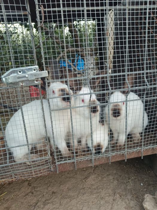 Iepuri californieni maturi și pui din prima serie și a 2- a !