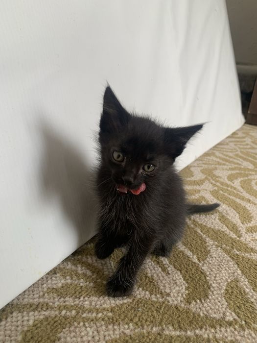 Сары ұл. қара ұл. Қара ақ қыз