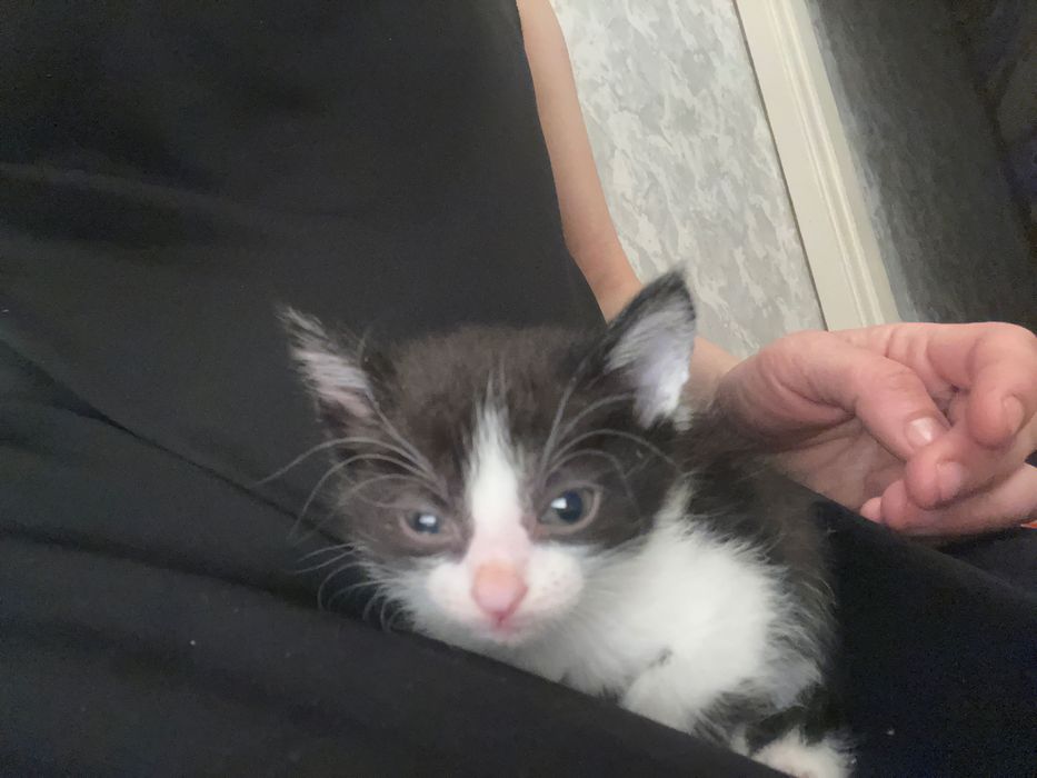 Отдам котят в добрые руки