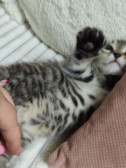 Продам котенка девочку