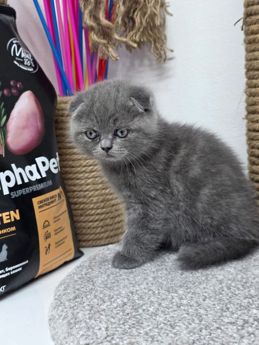 висЛоуХие КотЯта