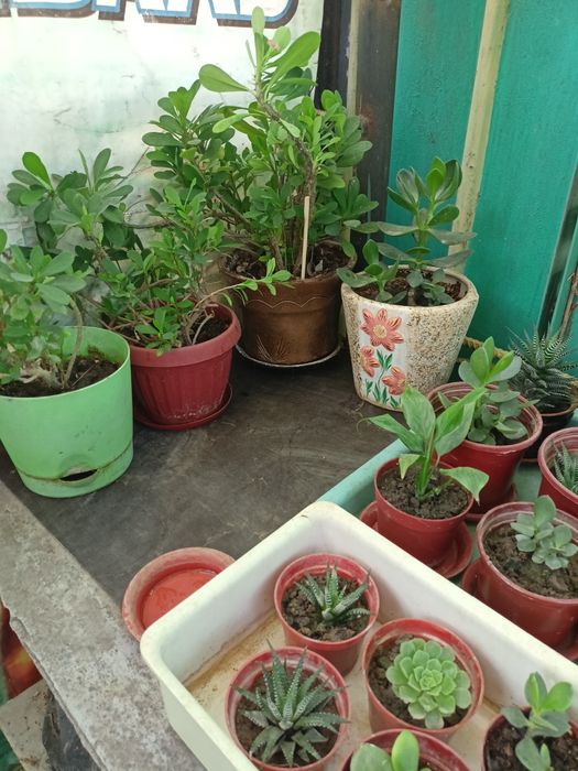 Цветы домашние  , цветущая фиалка