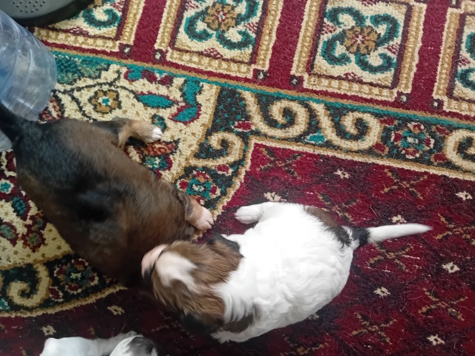 Продаются щенки терьер