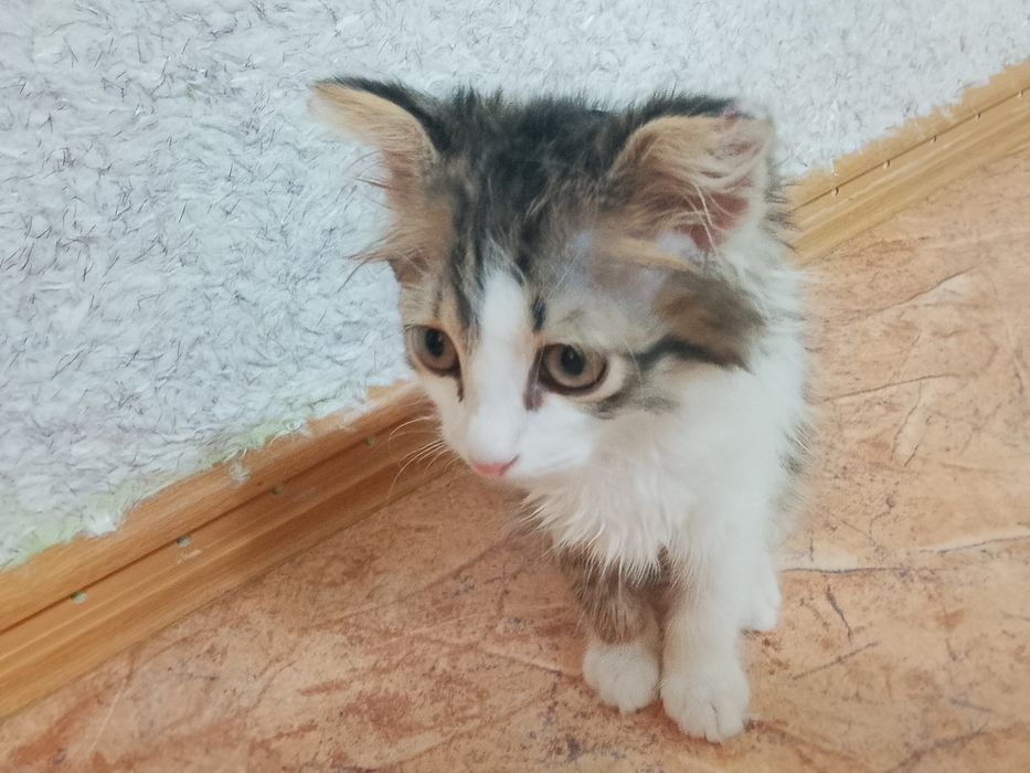 Отдам котенка мальчик