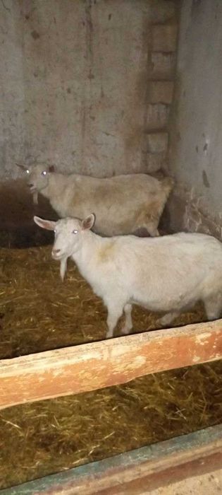 Чет элдан келтирилган ноёб эчкилар