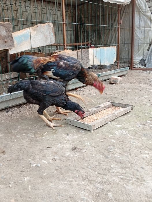 Dakan xoʻroz bilan makiyoni sotiladi. Xoʻroz 400 ming makiyon 200 ming