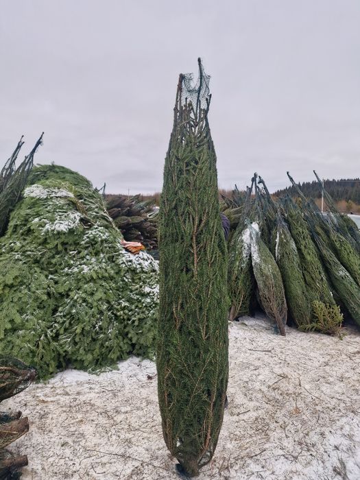 Сосна отборная новогодняя