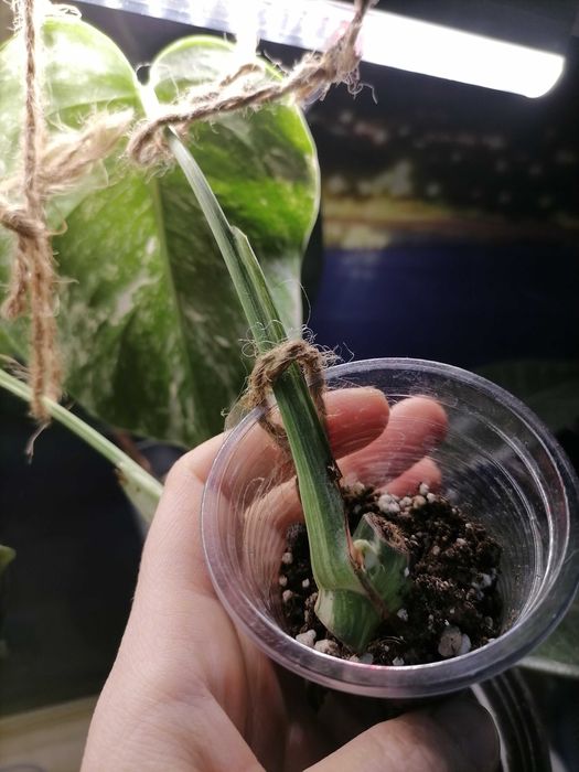 Монстера альба черенок