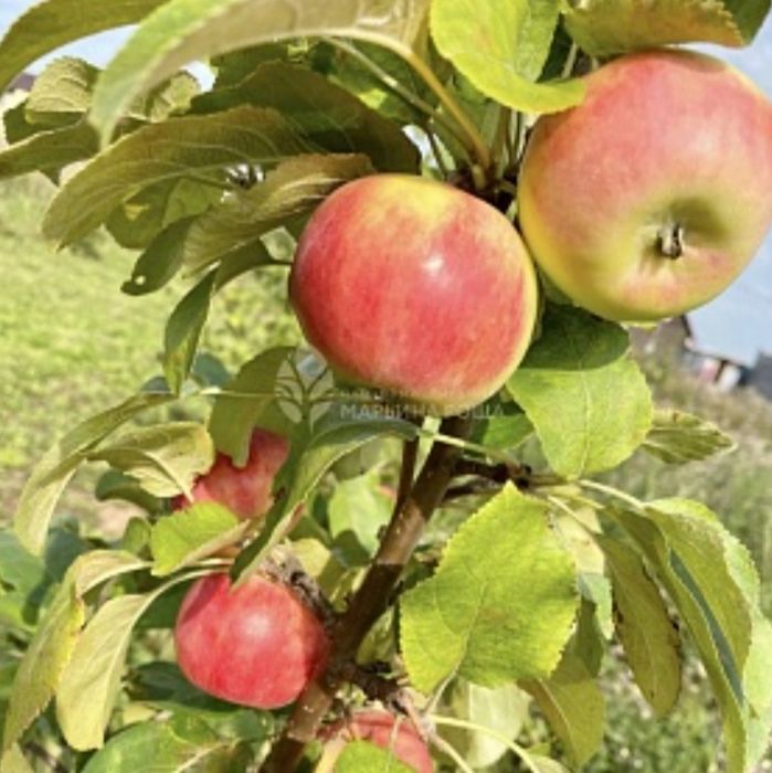 Продам яблони саженцы