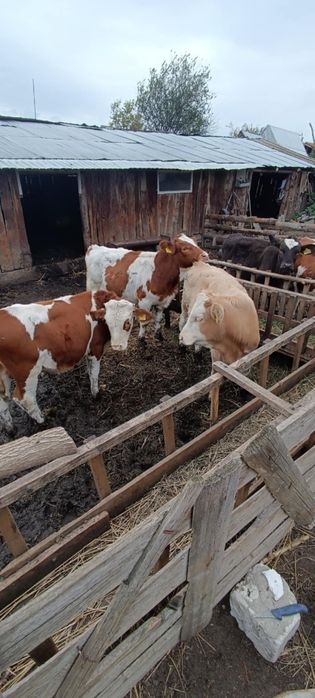 Vând viței tăurași și vitele